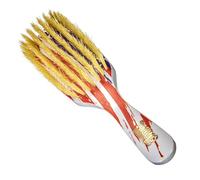 Torino Pro Wave Brush # 263-7 Row Medium setole Doccia -100% Extra Long Pure Cinghiale Setole - Ottimo cavallo di battaglia per stendere le tue onde 360