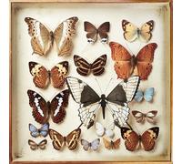 Torrini Emiliana - Rarities