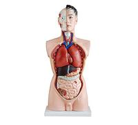 Torso maschile modello anatomico scheletro - a grandezza naturale, scomponibile in 19 parti per studio di anatomia medica e visualizzazione scientifica