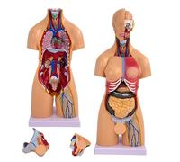 Torso Medico da 21,3 Pollici, Modello di Torso e Scheletro del Cuore Umano, 21 Parti Rimovibili, modalità organi educativi per Studenti di Medicina, Laboratorio e Uso in Classe