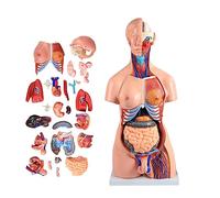 Torso Umano Anatomico di 85 Cm, 40 Pezzi, Modello di Corpo di Torso Unisex, Aiuto Medico Educativo, Cuore, Cervello, Scheletro, Organi Interni