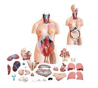 Torso Umano Anatomico Modello 85cm con 23 Parti Rimovibili per Istruzione | Modello anatomico del busto umano con parti rimovibili per scopi didattici, ideale per scuole e formazione medica