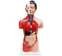 Torso Umano Modello Anatomico Didattico 45 cm con 13 Organi Staccabili Donna medmod