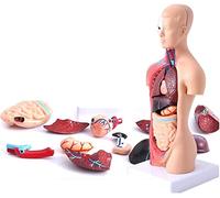 Torso Umano Struttura degli Organi Modelli Corporali 15 PCS Organi Estrattabili Torso Torso Medico Modello del Corpo Umano Anatomia Muñeca Educazione Organi Modello 28Cm