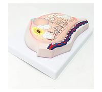 Torso- Und Skelettmodelle, Anatomico, Modello Anatomico Ovarico, Modello Pedagogico, Follikel-Für Den Naturwissenschaftlichen Unterricht, Studio, Mostra, Attrezzature Di Laboratorio