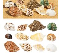 Touosy 12 Pezzi Conchiglie Decorazioni Acquario Conchiglie Decorative per Acquari e Vasi Feste a Tema Naturali Spiaggia Decorazioni Matrimoni Forniture Fai da te Feste Artigianato Pittura