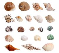 Touosy 21 Pezzi Conchiglie Decorazioni Acquario Conchiglie Decorative per Acquari e Vasi Feste a Tema Naturali Spiaggia Decorazioni Matrimoni Forniture Fai da te Feste Artigianato Pittura