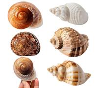 Touosy 5 Pezzi Conchiglie Decorazioni Acquario Conchiglie Decorative per Acquari e Vasi Feste a Tema Naturali Spiaggia Decorazioni Matrimoni Forniture Fai da te Feste Artigianato Pittura