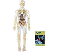 TOWARDSNAN Set di esplorazione anatomica con organi rimovibili e ossa per bambini, strumento di apprendimento visivo STEM dai 5 anni in su