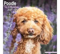 Toy & Miniature Poodle 2027 Calendar | Square Wall Calendar | Dog Breed Gift | Plastic Free Packaging | by Avonside Publishing