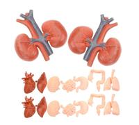 TOYANDONA 2sets Modelli Anatomici Di Organi Umani Per Ragazzo Ragazza Strumento Educativo Montessori Per Insegnare Anatomia Del Cervello Cuore Polmoni Fegato Stomaco e Reni Per Scuole e Casa