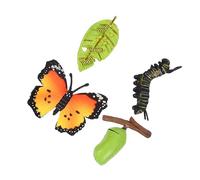 TOYANDONA 3sets Modelli Di Simulazione Evolutiva Giocattoli Per Ciclo Di Crescita Delle Farfalle Da Riproduzione Giocattolo Visualizzazione
