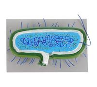 TOYANDONA Microbico Anatomico per Sussidi Didattici Scolastici, Cellulare Biologico Dettagliato per Studio e Laboratorio di Microbiologia