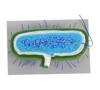 TOYANDONA Modello Microbico Modelli Per La Classe Modelli Cellulari Di Batteri Biologici Modello Anatomico Microstrutturale Modello Di Cellule Batteriche Per Ufficio Fornitura Scolastica Pvc
