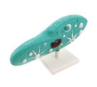 TOYANDONA Paramecio Anatomico Strumento Dimostrativo Biologia Per Studenti Anatomia Cellulare Con Ciglia Intricate Per Insegnamento Scientifico