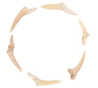 TOYANDONA Set 6 Collane Ciondolo a Dente di Squalo Naturale per e Uomo Ciondoli in Vero Fossile Decorazione per Collo Sicura e Multifunzionale