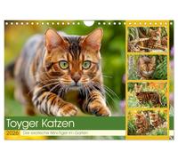 Toyger Katzen. Der exotische Mini-Tiger im Garten (Wandkalender 2026 DIN A4 quer), CALVENDO Monatskalender: Die anmutige Toyga-Katze in entspannter Gartenatmosphäre