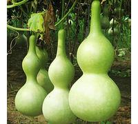 TOYHEART Semi di Ortaggi Premium da 10 Pezzi, Semi di Cucurbita Gigante Non OGM Commestibile Annuale Naturale Bottiglia Zucca Zucca Piantine per Giardino Verde