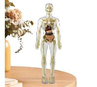 Toys Interactive Human Body - Figure -uman Body Science Toys | Giocattolo Di Assemblaggio Del Corpo Umano, Giocattolo Del Corpo Umano Magnetico, Stelo Giocattolo Per Il, Kit Di Giocattoli