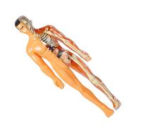 Toyvian 1set Anatomico Del Corpo Umano Scheletro e Organi Per Esperimenti Scientifici Giocattolo Educativo Per Ragazzo Ragazza Insegna Anatomia Modo Divertente e Interattivo