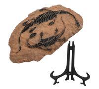 Toyvian Fossile Dinosauro Simulato in Esemplare Dinosauro Come Da Tavolo Decorazione Per Ragazzo Ragazza Ragazza e Ragazzi