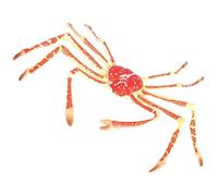 Toyvian Granchio Reale in Plastica Sicuro e Realistico Ornamento Animale Oceano Giocattolo Educativo per Regalo Compleanno Ragazzo Ragazza Decorazione Tema Creature Marine