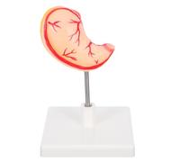 TOYZFRIENDY Modello Stomaco: Modello Dettagliato Anatomia Per Studenti E Professionisti - Struttura Stomaco in 3d Per L'apprendimento E Fisiologia