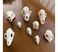 TPMOCS 9pcs Vero Animale Teschio Set di Gatto Cane Volpe Riccio Nutria Procione Topo Muschiato Visone Coniglio Teschio Esemplari per la Decorazione Domestica da Collezione Studio (Color : Set of 9)