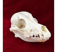 TPMOCS 9pcs Vero Animale Teschio Set di Gatto Cane Volpe Riccio Nutria Procione Topo Muschiato Visone Coniglio Teschio Esemplari per la Decorazione Domestica da Collezione Studio (Color : Dog)