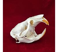 TPMOCS 9pcs Vero Animale Teschio Set di Gatto Cane Volpe Riccio Nutria Procione Topo Muschiato Visone Coniglio Teschio Esemplari per la Decorazione Domestica da Collezione Studio (Color : Muskrat)