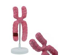 TQPGJJL Modello Multifunzionale del Cromosoma X 10000x - Strumento PVC Resistente per Insegnamento di Biologia, Collezioni di Laboratorio & Mostre Scientifiche, Anatomia Cellulare della Meiose