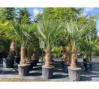 Trachycarpus Fortunei - Palma a ventaglio cinese, 140-160 cm, altezza tronco 30-35 cm, resistente fino a -18 °C, vaso Ø 33 cm