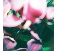 Trade Wind - You Make Everything Disappear