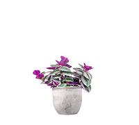 Tradescantia Nanouk Altezza 30 cm, Pianta Vera, Pianta da Interno, Vaso Artigianale in Cemento