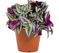 Tradescantia Zebrina Ebreo Errante per Ufficio o Casa (15-25 cm)