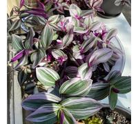 Tradescantia zebrina - Giardino resistenti Vecchie varietà 100semi