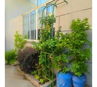 Traliccio da giardino per piante rampicanti e rose, supporto resistente alle intemperie per pareti esterne, disponibile nelle misure da 0,6 a 3 m, verde (larghezza x altezza): 1,8 x 2,4 m)