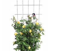 KADAX Griglia per rampicanti, per giardino, traliccio in metallo, supporto pe...