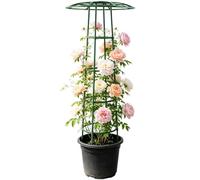 Traliccio per il Sostegno di Piante Rampicanti Supporto Da Ortaggi a Forma | Supporto per le Piante Per Cortile, Patio, Rose, Clematis, Vite, Cetriolo, Fagiolo Rampicante E Altre Verdu