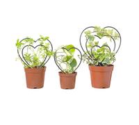 Traliccio per piante in vaso, 3 pezzi, cornice artistica, piccolo traliccio da giardino, per casa, casa, casa, casa, matrimonio, ortaggi, fiori