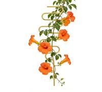 Traliccio per piante rampicanti, 34 cm, di supporto in metallo, traliccio per piante in vaso, per giardino, cortile, prato, vaso di fiori, frutta, cetriolo, piante d'appartamento, vite