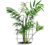 Traliccio per piante, regolabile, antiruggine, supporto universale, per interni ed esterni, traliccio da giardino, per edera, clematide, pothos, monstera Flower