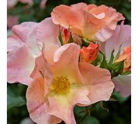 Tramonto Estivo®, rosa viva rifiorente di Rose Barni®, rosa in vaso di effetto massivo, con ricca fioritura a fiore semplice di colore giallo sfumato arancio, cod. 72105