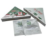 Trappole con Feromoni per Punteruolo del Grano - Kit 2 Trappole Collanti + 2 Feromoni Specifici | Soluzione Ecologica e Professionale | Monitoraggio Sitophilus granarius