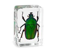 Trasparente Insetto Specimen Rose Chafer Beetle Animali Insetto Mostra Specimen Educational Supply Biologico Collection Ciondolo Collana Decorazioni - #1