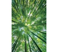 Trauma Recovery Journal: Guided Check-ins, Self-Care Tracking, and Grounding Tools for PTSD / cPTSD Healing: Tall Tree Forest cover