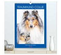 Traumhund Collie - Glück auf vier Pfoten (hochwertiger Premium Wandkalender 2026 DIN A2 hoch), Kunstdruck in Hochglanz: 13 wundervolle Fotos der Fotografin Sigrid Starick von bezaubernden Collies