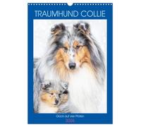 Traumhund Collie - Glück auf vier Pfoten (Wandkalender 2026 DIN A3 hoch), CALVENDO Monatskalender: 13 wundervolle Fotos der Fotografin Sigrid Starick von bezaubernden Collies