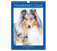Traumhund Collie - Glück auf vier Pfoten (Wandkalender 2026 DIN A4 hoch), CALVENDO Monatskalender: 13 wundervolle Fotos der Fotografin Sigrid Starick von bezaubernden Collies