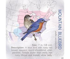 Tree-Free Greetings 62379 3.5 x 8,9 cm Mountain Bluebird di Testo Roger Tory Peterson Magnete Frigorifero